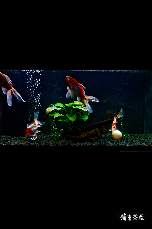 DSC00175のコピー.jpg